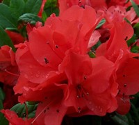 Autumn Embers Encore Azalea Picture