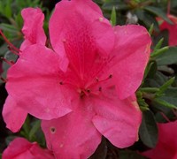 Autumn Carnival Encore Azalea Picture