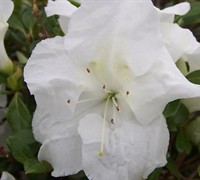 Autumn Angel Encore Azalea Picture