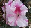 Autumn Twist Encore Azalea