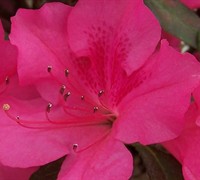 Autumn Sangria Encore Azalea Picture