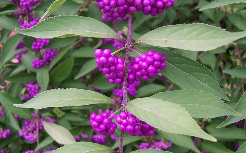 Issai Purple Beautyberry  Picture