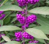 Issai Purple Beautyberry  Picture