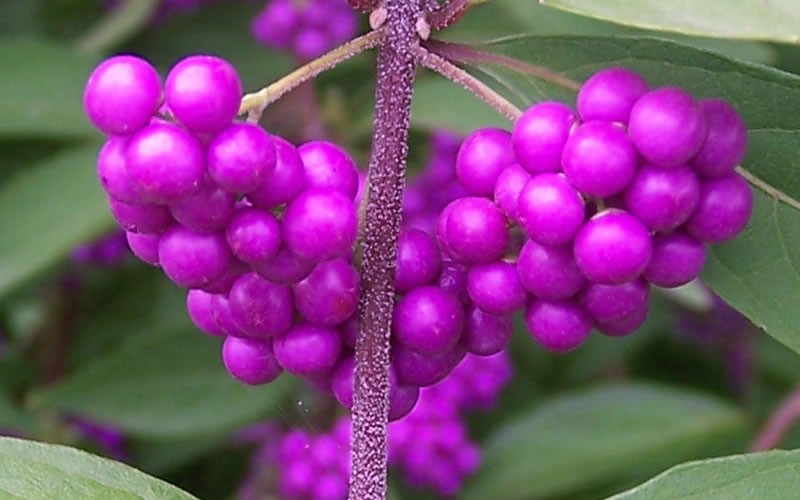 Issai Purple Beautyberry  Picture