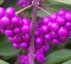 Issai Purple Beautyberry  Picture