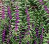 Issai Purple Beautyberry  Picture