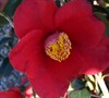 Backyard Flower Garden