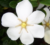 Daisy Gardenia Picture