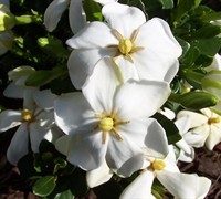 Daisy Gardenia Picture