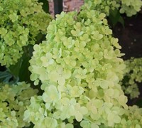 Limelight Hydrangea Picture