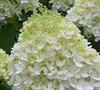 Limelight Hydrangea Picture