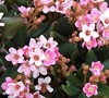 Calisto Indian Hawthorne