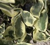Jack Frost Ligustrum