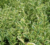 Variegated Privet Picture