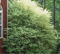 Variegated Privet Picture