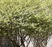 Variegated Privet Picture