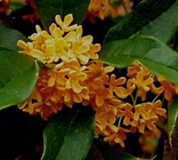 Orange Tea Olive Picture