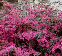 Plum Delight Loropetalum Picture