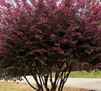 Zhuzhou Loropetalum Picture