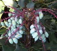 Leatherleaf Mahonia Picture
