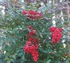 Compact Nandina Picture