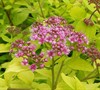 Gold Mound Spirea