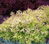 Gold Mound Spirea