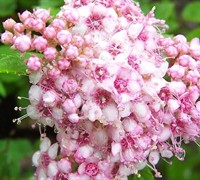 Little Princess Spirea Picture