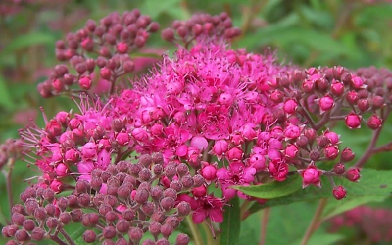 Anthony Waterer Spirea Picture