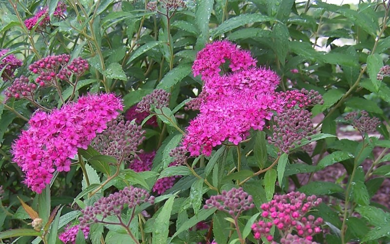 Anthony Waterer Spirea Picture