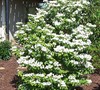 Summer Snowflake Viburnum