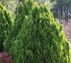 Glynda's front yard
