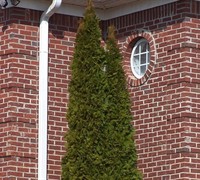 Emerald Green Arborvitae