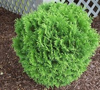 Global Arborvitae Picture