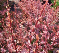Rose Glow Barberry Picture