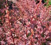 Rose Glow Barberry