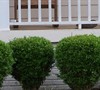 Harland Dwarf Boxwood Picture