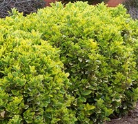 Golden Euonymus Picture