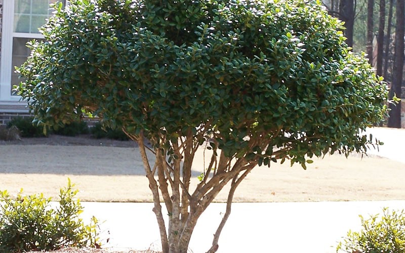 Dwarf Burford Holly Picture Gardenality