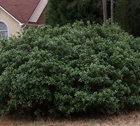 Dwarf Burford Holly Picture