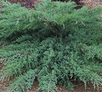 Grey Owl Juniper Picture