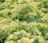 Gold Lace Juniper
