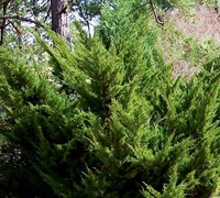 Sea Green Juniper Picture