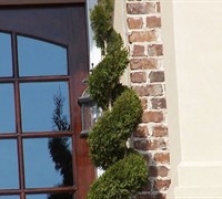 Hetzi Columnar Juniper Picture