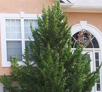 hollywood juniper pruning