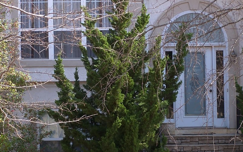 Hollywood Juniper Picture