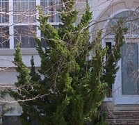 Hollywood Juniper Picture