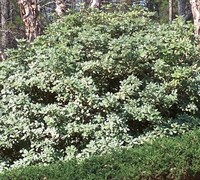 Variegated Pittosporum Picture