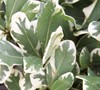 Variegated Pittosporum
