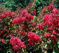 Tonto Crape Myrtle Picture